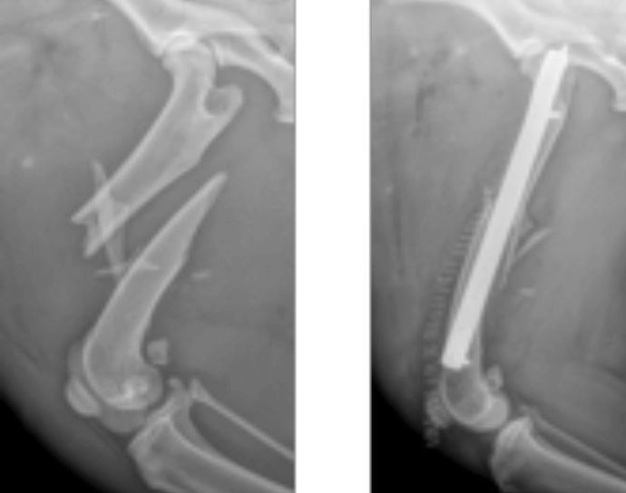 Stauffer Veterinary Surgical Center | X-Ray