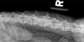 Stauffer Veterinary Surgical Center | X-Ray